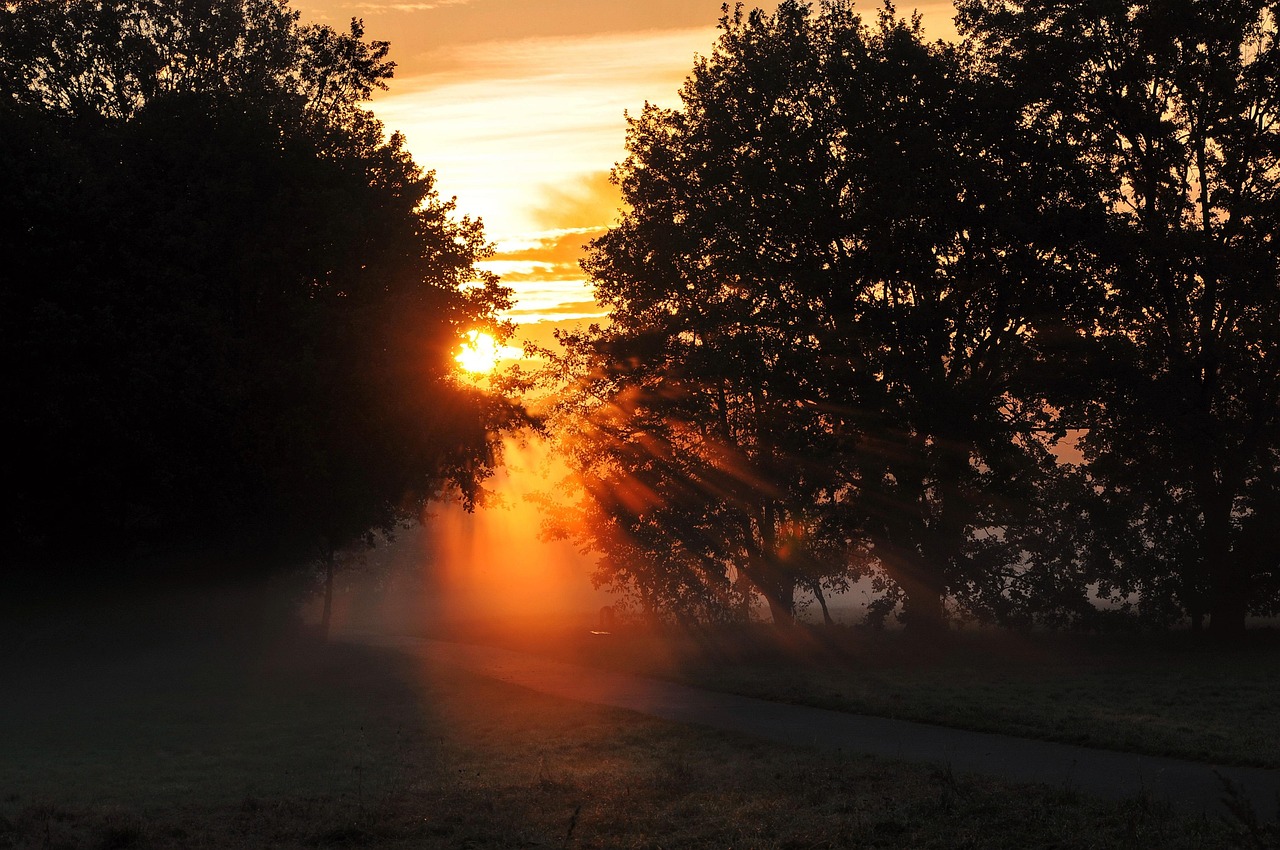 herbst, morgenröte, gegenlicht, morgenhimmel, sonnenaufgang, natur, morgensonne