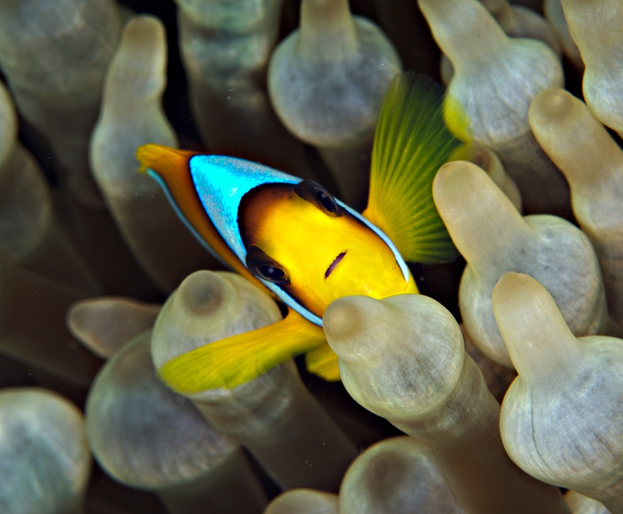 clown fish, under water, nemo, clown fish, clown fish, clown fish, clown fish, clown fish, nemo
