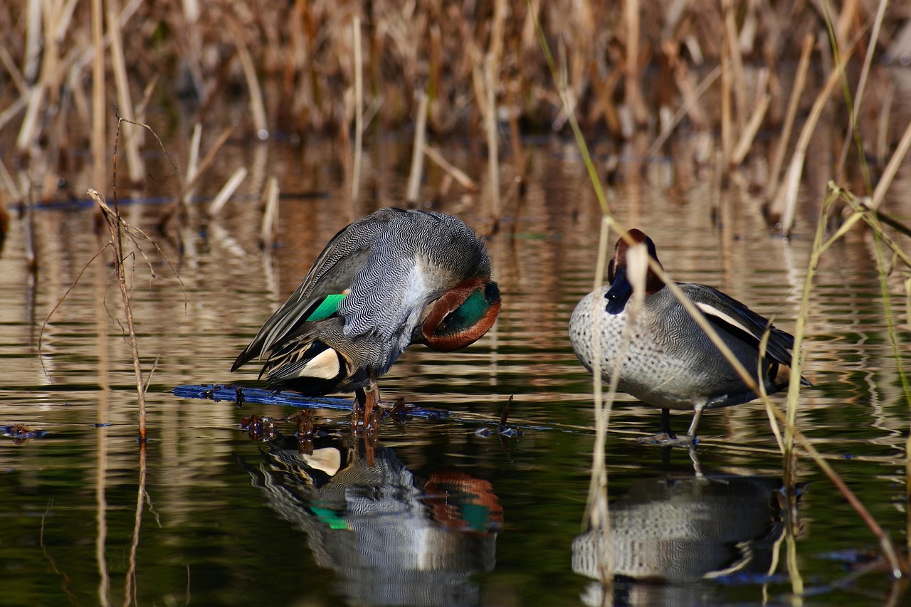 animal, pond, waterside, nature, aquatic plants, bird, wild bird, waterfowl, duck, teal, down, hair mending, rest, wild animals, natural, landscape