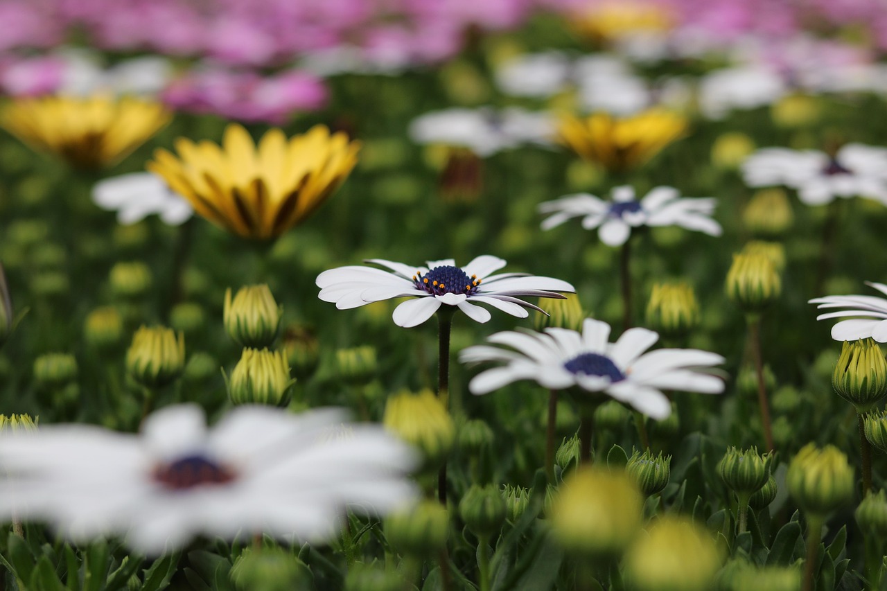 цветы, osteospermum, банка, завод, цветочный фон, letnička, растения, цветение, красивые цветы, оконные цветы, красочные цветы, природа, сад, цветут цветы, цветочные обои, герань