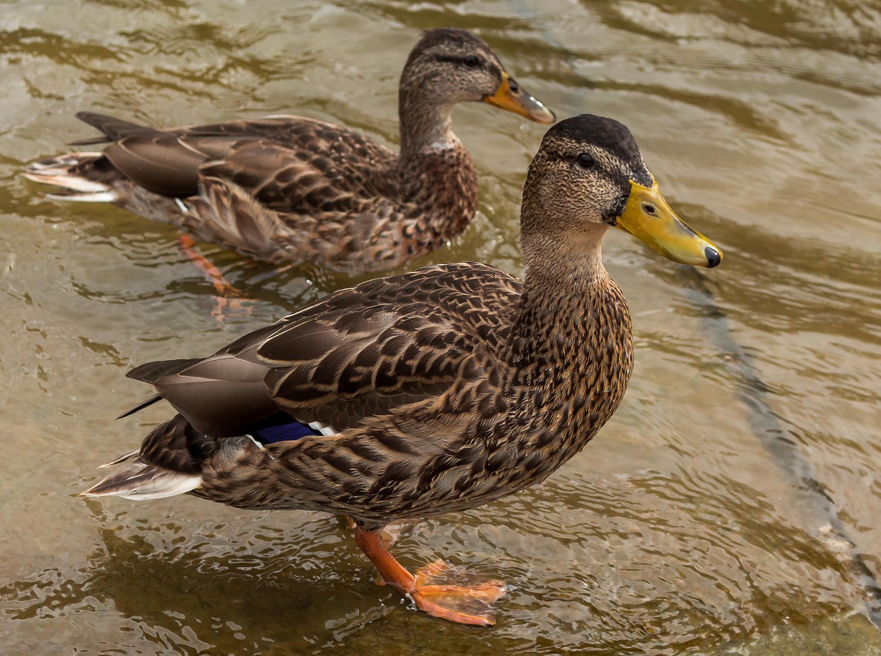 vögel, natur, enten, wildenten, wildvögel, wasservogel