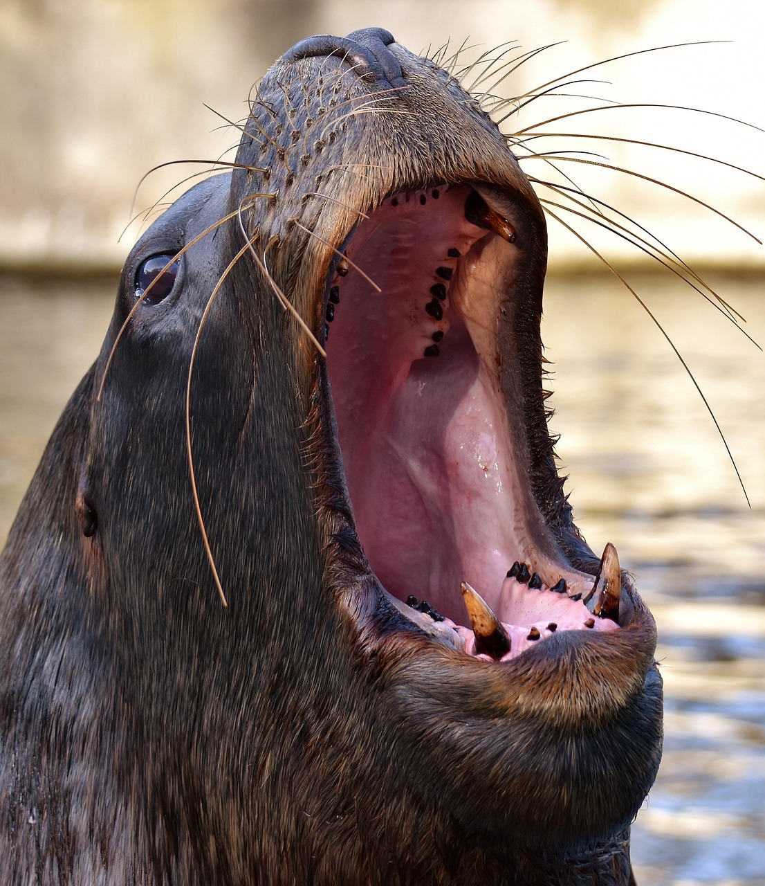 foca, león marino, nadar, agua, criaturas marinas, animal, naturaleza, mamífero, zoo, lago, criatura, fauna silvestre, vida acuática, vida marina, focas, tierpark hellabrunn