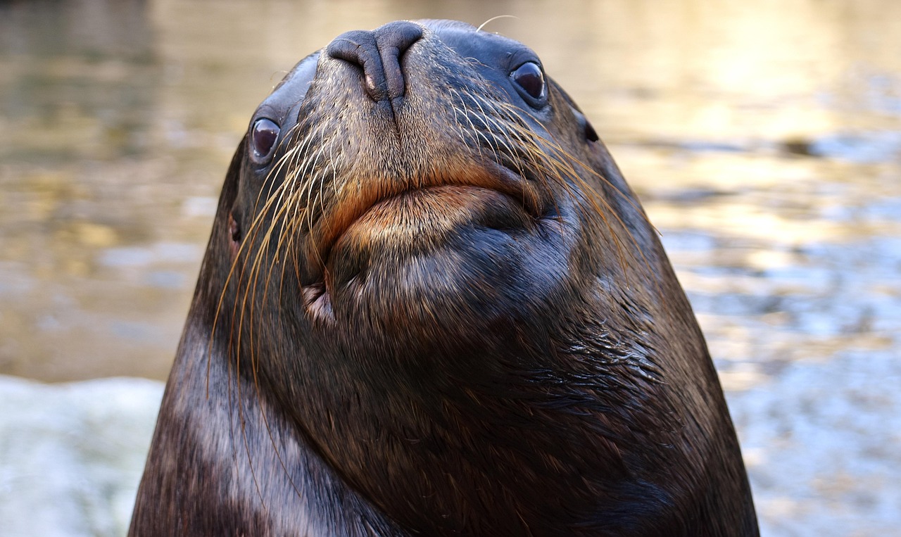 foca, león marino, nadar, agua, criaturas marinas, animal, naturaleza, mamífero, zoo, lago, criatura, fauna silvestre, vida acuática, vida marina, focas, tierpark hellabrunn