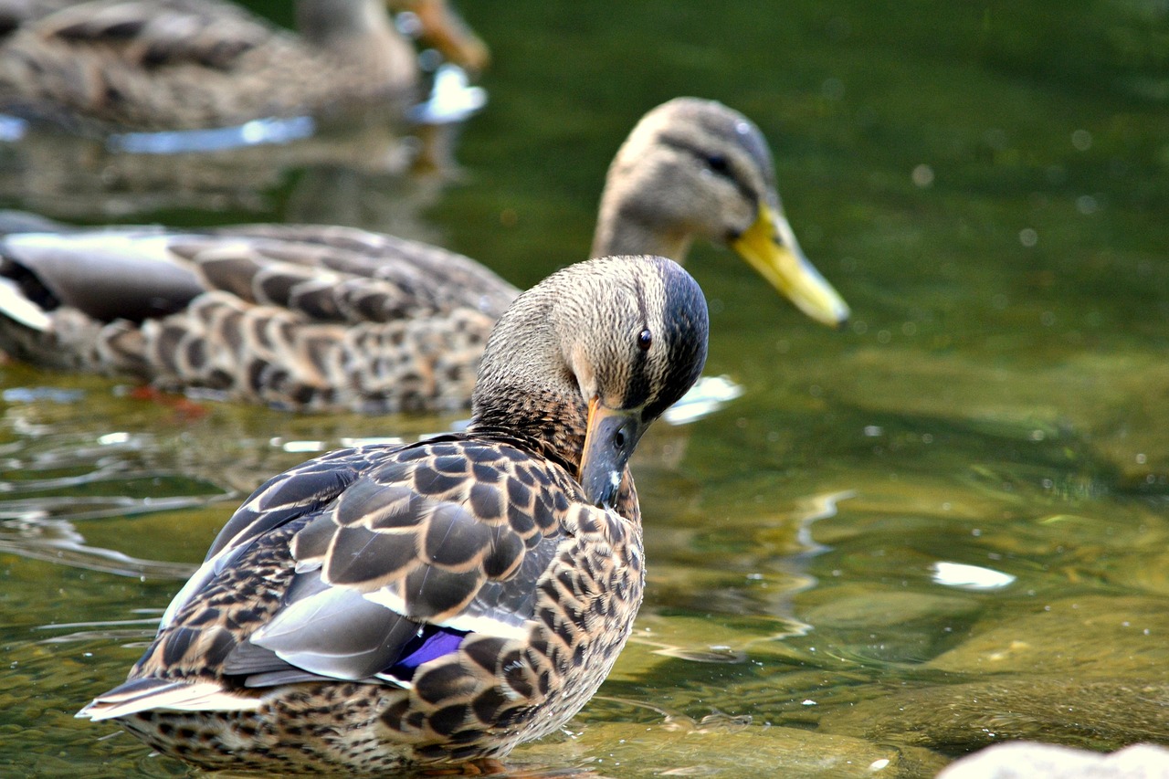 ente, vogel, natur, wasser, see, das tier, wildenten