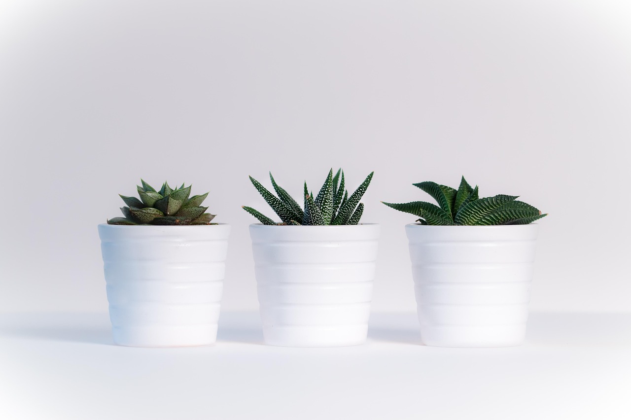 planten, blad, gratis achtergrond, witte achtergrond, mac-achtergrond, wallpaper hd, full hd-achtergrond, 4k-achtergrond, natuur, hd-achtergrond, groen, laptop behang, plant, prachtige natuur, 4k-achtergrond 1920x1080, windows behang, gratis wallpaper, vet plant, plantjes, behang 4k, coole achtergronden, natuur behang, natuur achtergrond, wit, bureaubladachtergronden, wallpaper, achtergrond, groene bladeren, bloemen achtergrond, mooi behang, green