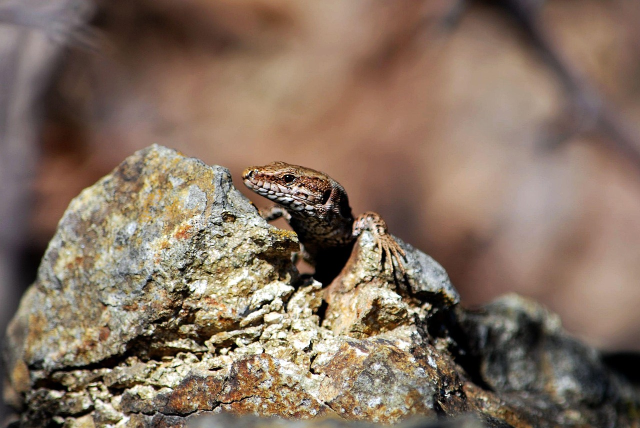 nature, reptile, wildlife, animal, lizard, common wall lizard