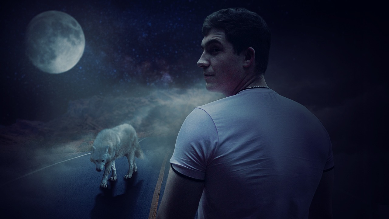 nacht, wolf, gefährliches tier, mond, junge, manipulation, digitale manipulation