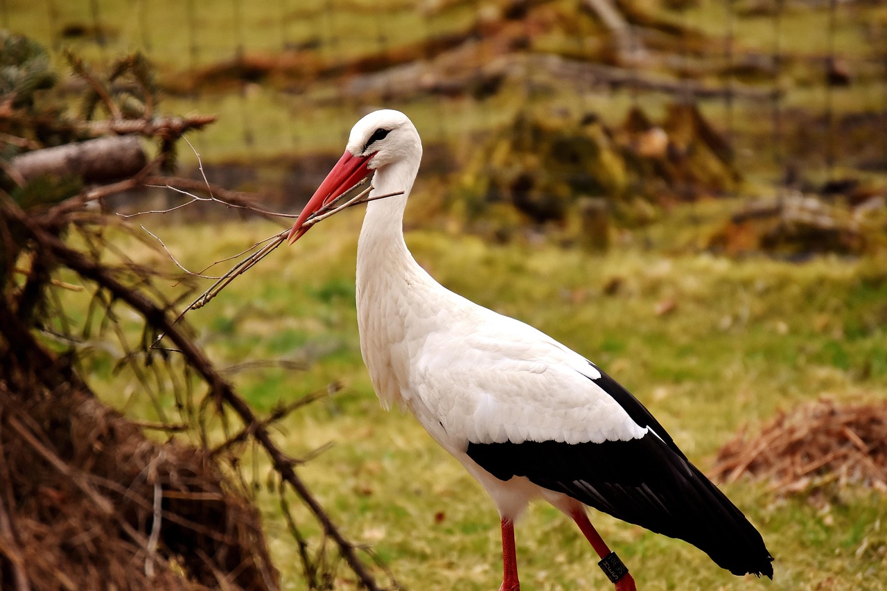 storch, nestbau, paar, vögel, nest, bauen, natur, wildpark poing