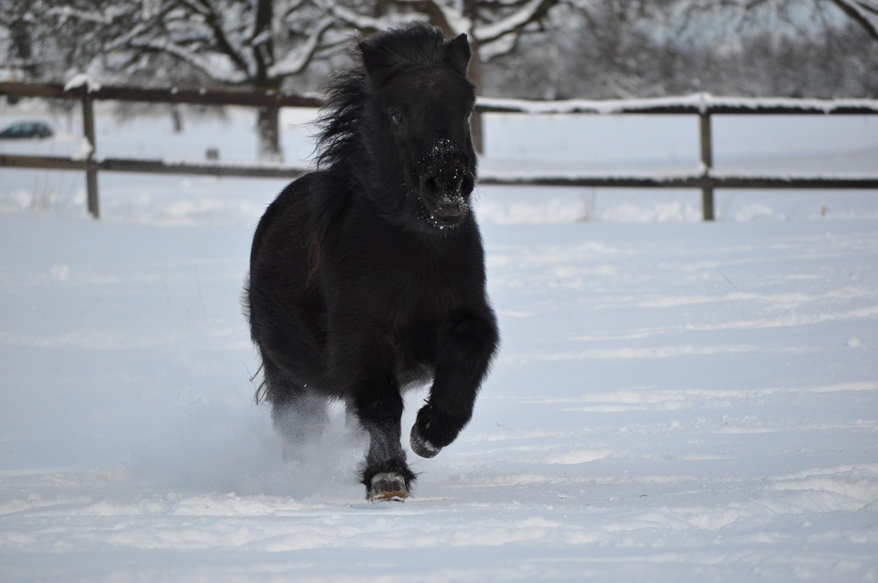 snow, winter, cold, mammal, nature, outdoors, shetland pony