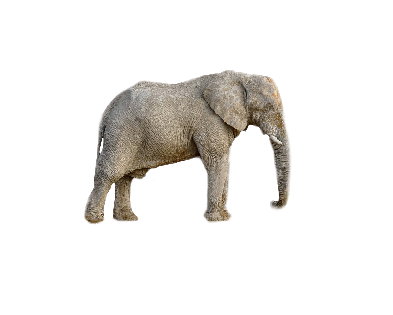 éléphant, nature, animal, afrique, fond transparent, fond blanc, photo