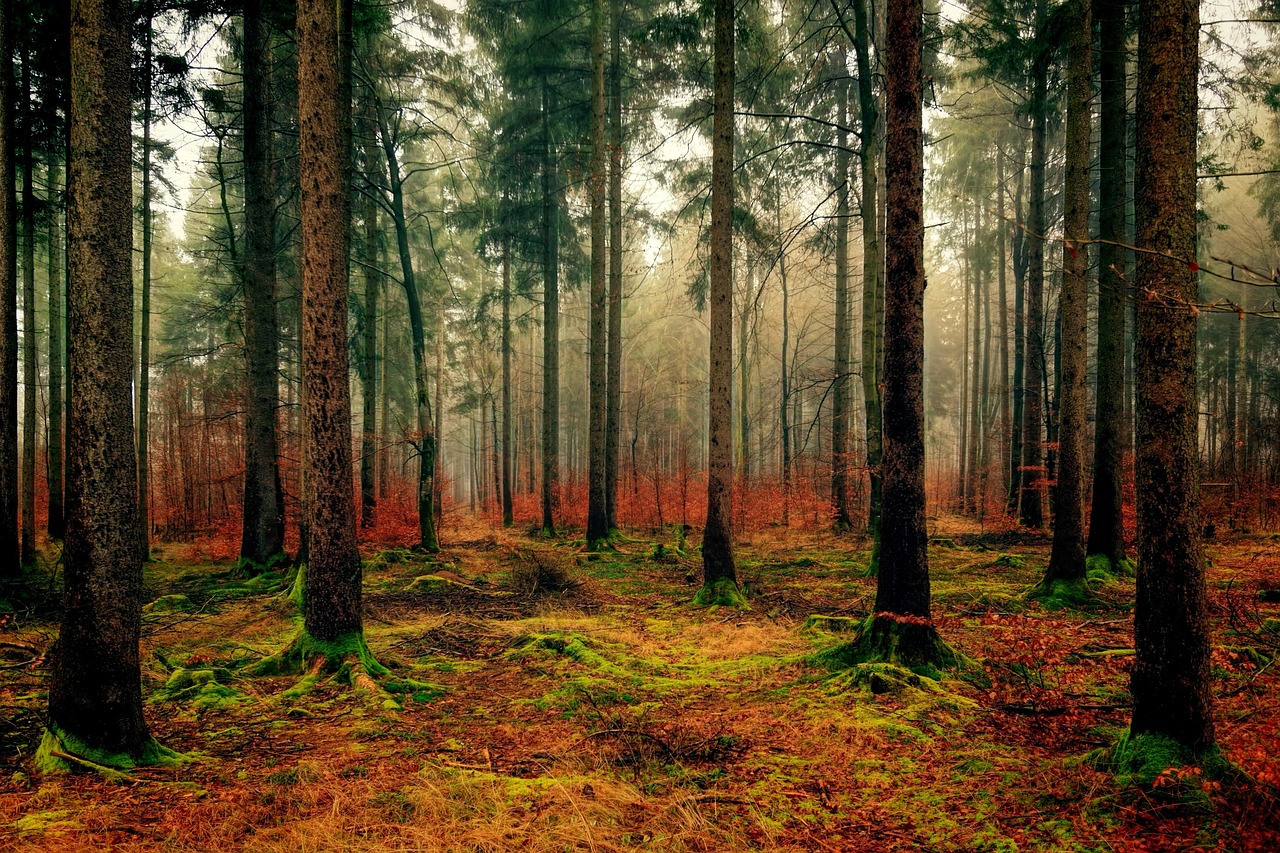 wood, tree, nature, landscape, forest, fall, green, mood, moss, bavaria, haze, fog, forest floor, mossy, wood, wood, wood, forest, forest, forest, forest, forest, fall, fall, fall