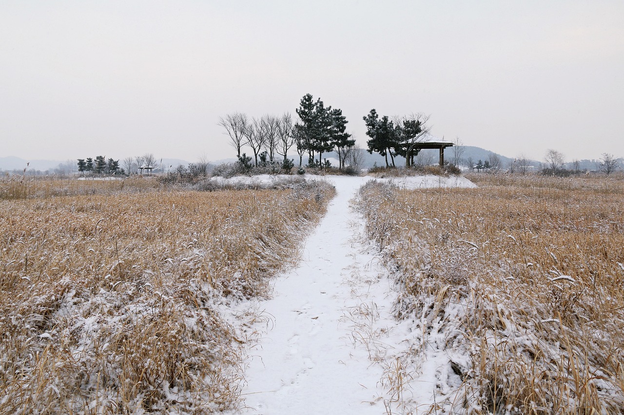 природа, view, поле, някои хора не, на открито, снежна сцена, snow, привлекателно, сняг на северния пейзаж, сламени, тръстиките гора, красиви пейзажи, там на заден план, абстрактно, дърво, красива природа, winter, корея, начален екран, природа тапет, тапети, начална страница, на екрана на компютъра, главен екран, атмосфера, местоположение, hd тапет, сух храст, подпора, дървена покрив, хижа, фон на природата, bench, на пейка в парка, стол, празен стол, изчакайте, лисица, изцеление, сняг се насладите на цвете