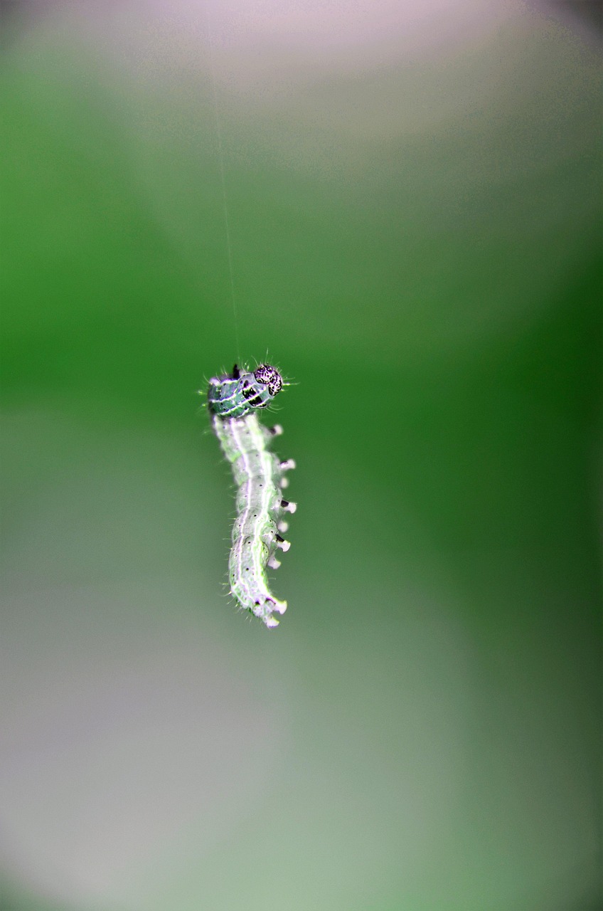 insect, nature, butterfly, caterpillar
