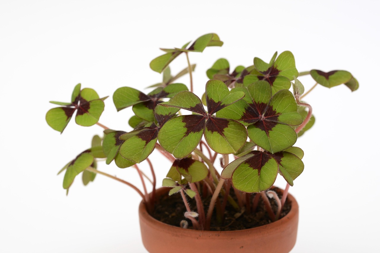 kleeblatt, vierblättriges kleeblatt, glücksbringer, blatt, pflanze, wachstum, natur, topf, keramik, grün, blumentopf, dekoration, jahreswechsel, wünsche, glückssymbole, glücksklee, neujahr, geburtstag, neujahrsgrüsse, silvester, silvester 2018, sylvester 2018, jahreswechsel 2018, schwarz weiss, glücksklee, neujahr, geburtstag, silvester, silvester, silvester, silvester, silvester