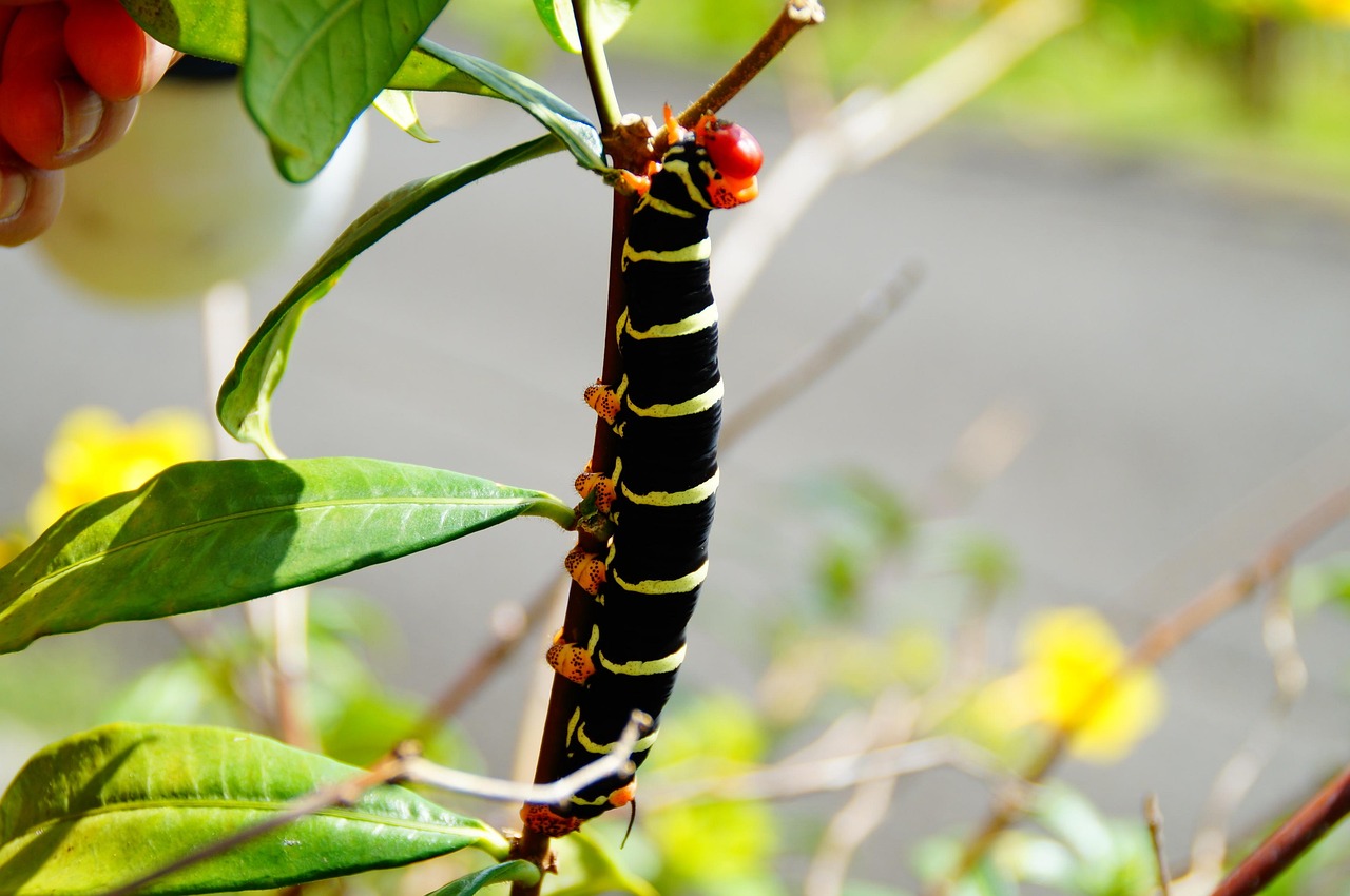 insect, nature, leaf, close up, butterfly, caterpillar