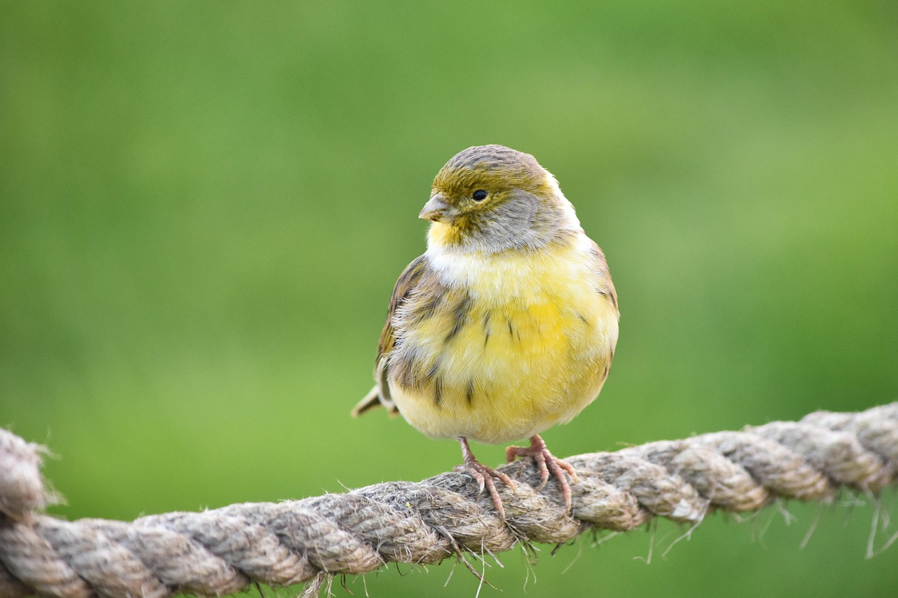 fink, serin, tierwelt, natur, vogel