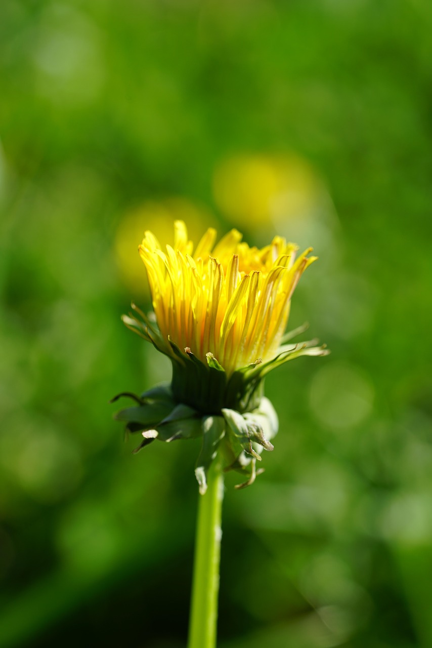 dandelion, blossom, bloom, nature, yellow, plants, common dandelion, pointed flower