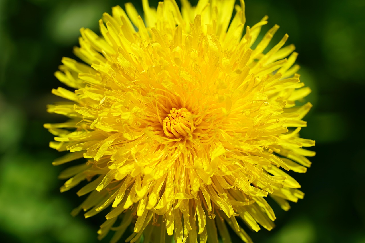 dandelion, blossom, bloom, yellow, plants, nature, common dandelion, pointed flower