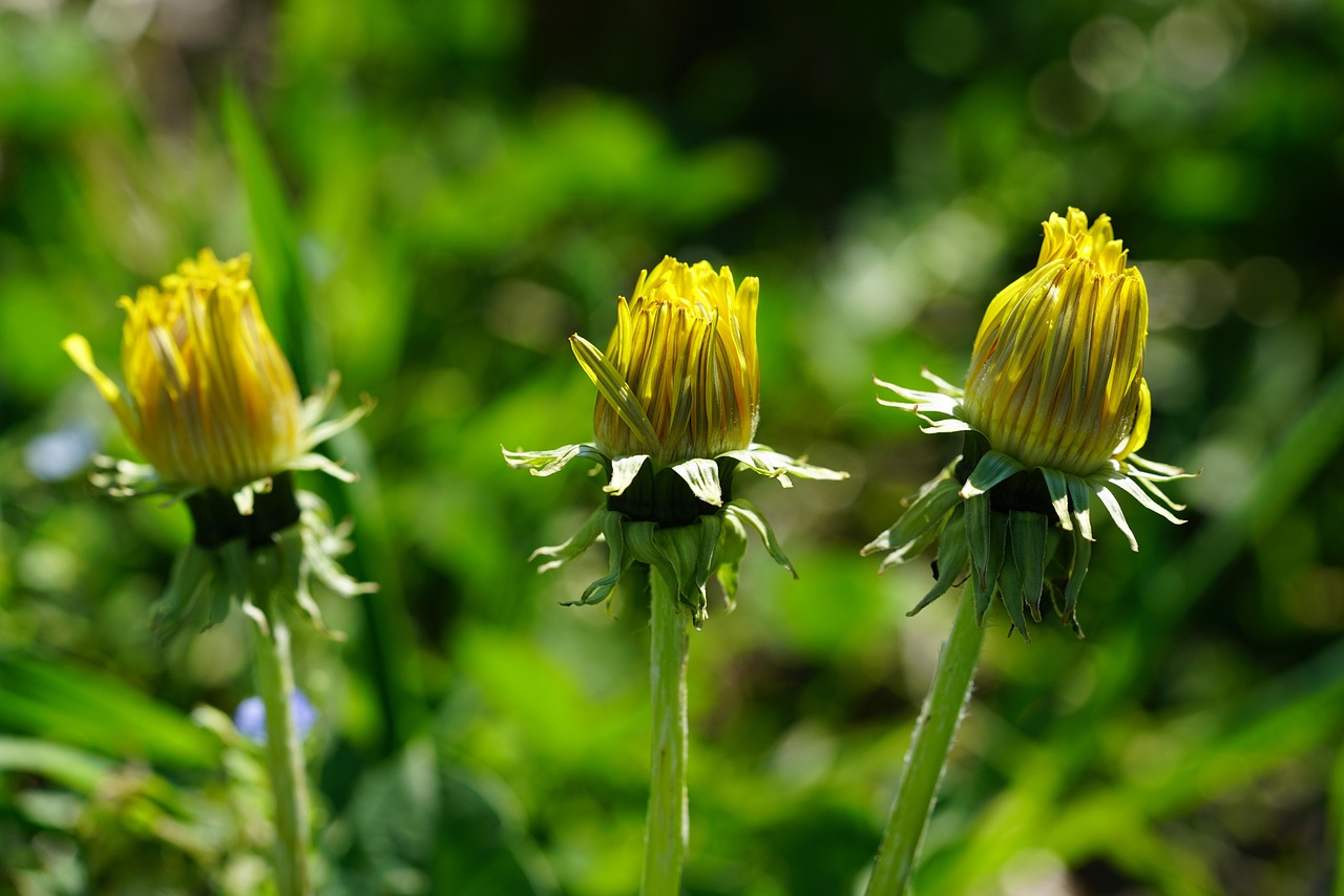dandelion, blossom, bloom, yellow, nature, plants, common dandelion, pointed flower