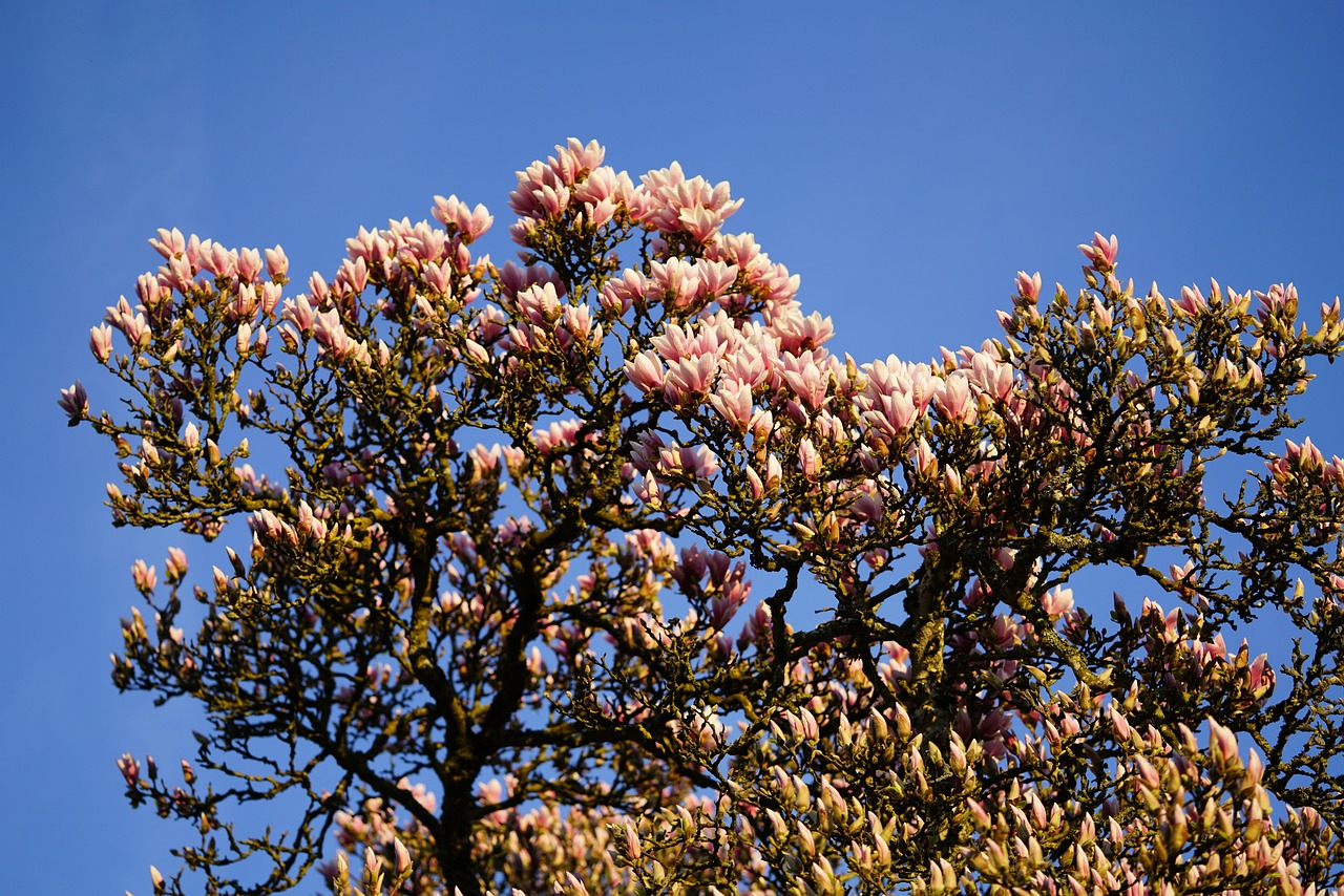tulpen-magnolie, magnolie, magnolienblüte, blütenmeer, blütenpracht, blüte, dunkelrot, violett, purpur, rötlich, rot-violett, magnolia, magnoliengewächs, magnoliaceae, ziergehölz, magnolia × soulangeana, magnolien, yulan-magnolie, magnolia denudata, purpur-magnolie, magnolia liliiflora