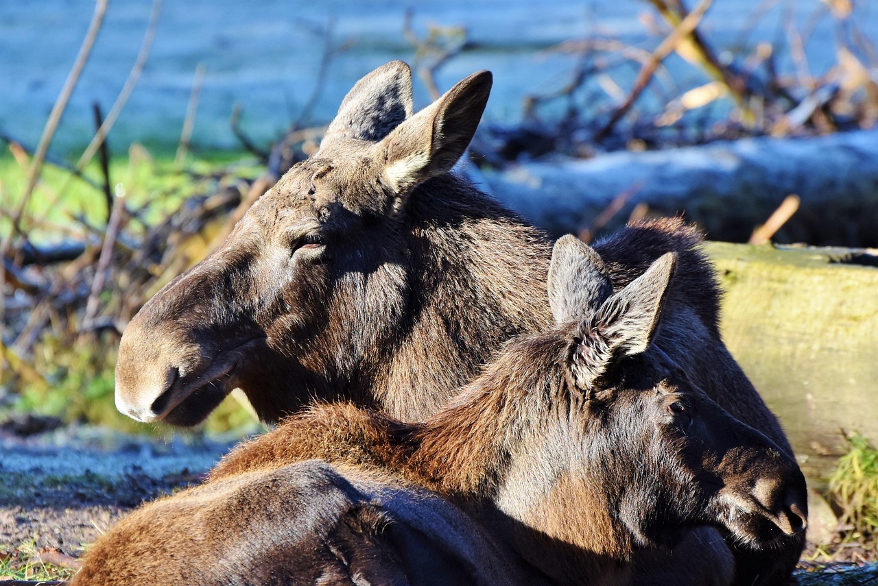 moose, head, nature, wild animal, enclosure, animal portrait, elk park, mammal, animal, tierpark hellabrunn
