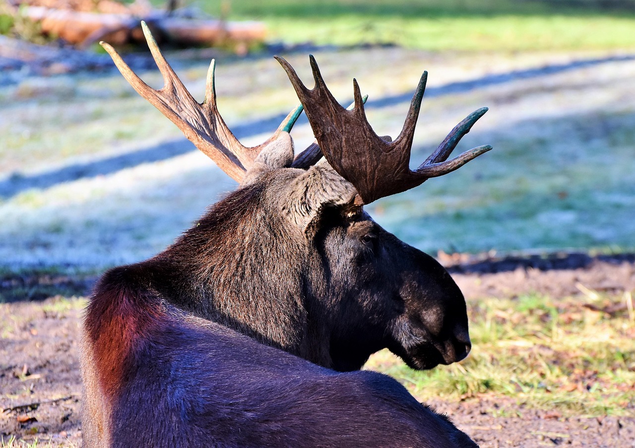 moose, elk bull, antler, bull, head, wild animal, enclosure, animal portrait, nature, elk park, mammal, animal, tierpark hellabrunn