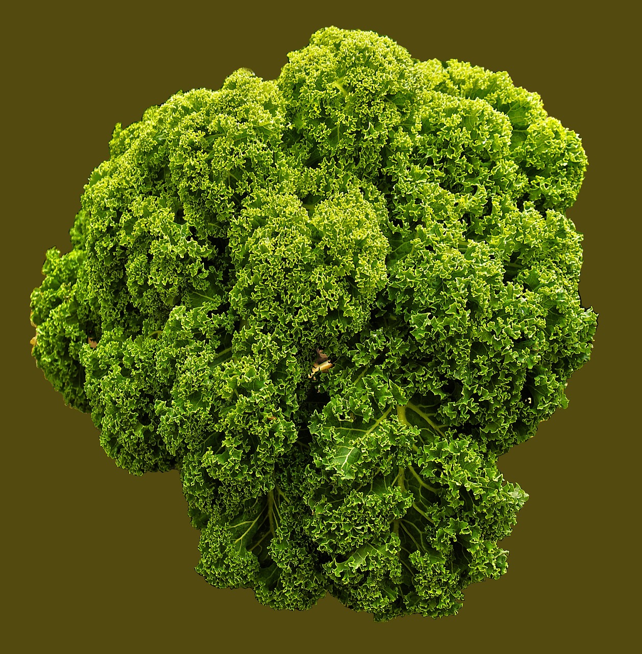 kale, brown cabbage, cabbage, ruffled, vegetables, nature, brassica oleracea, cruciferous, cabbage family, leaves, vegetable cabbage, vegetable plant, high cabbage, winterkohl, strunk cabbage, spring cabbage, food, healthy