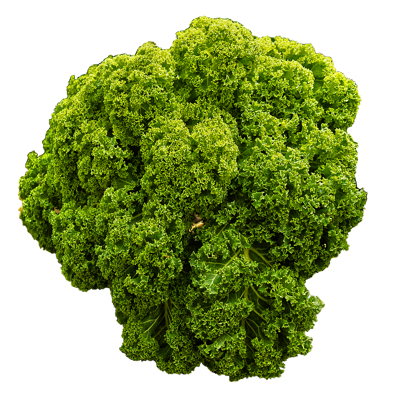 kale, brown cabbage, cabbage, ruffled, vegetables, brassica oleracea, cruciferous, cabbage family, leaves, vegetable cabbage, vegetable plant, high cabbage, winterkohl, strunk cabbage, spring cabbage, food, healthy, nature, isolated, transparent