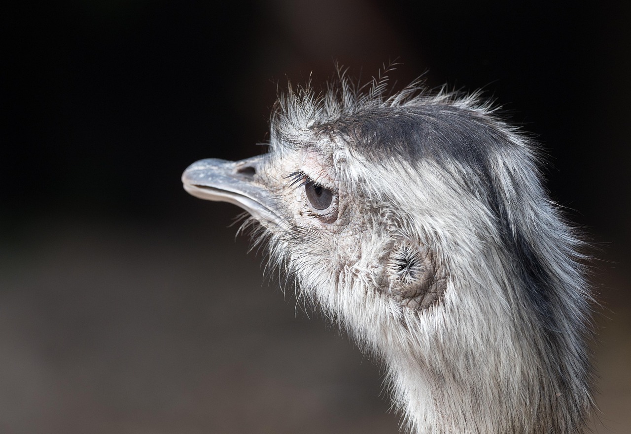 portrait of a greater rhea, ostrich, bird, animal, beak, head, portrait, nature, eye, wildlife, wild, neck, eyes, closeup, close-up, south america, flightless, feathers, face, outdoors, rhea