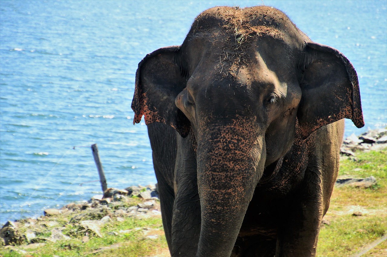elephant, natura, ogromny, uszy, jednolita część wód, żadna osoba, zwierzęta, ssaki, na dworze, morze, dziki, brzeg, woda, błękit, zwierzę, egzotyczne, indyjski, słoń, podróże, duży ssak, trąba, zwierze, słonie, dzikie zwierzę, dzikie zwierzęta, safari, roślinożerne, sri lanka, rezerwat, przyrody, drapieżnik