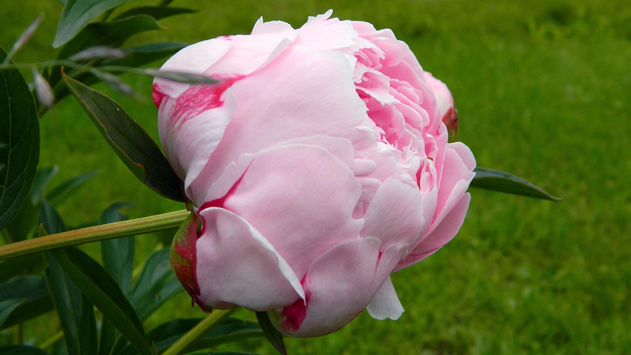 peônia, papel de parede de flores, rosa, fundo flor, florescer, flor, jardins, flor rosa, vernal, flores bonitas, florescendo, natureza