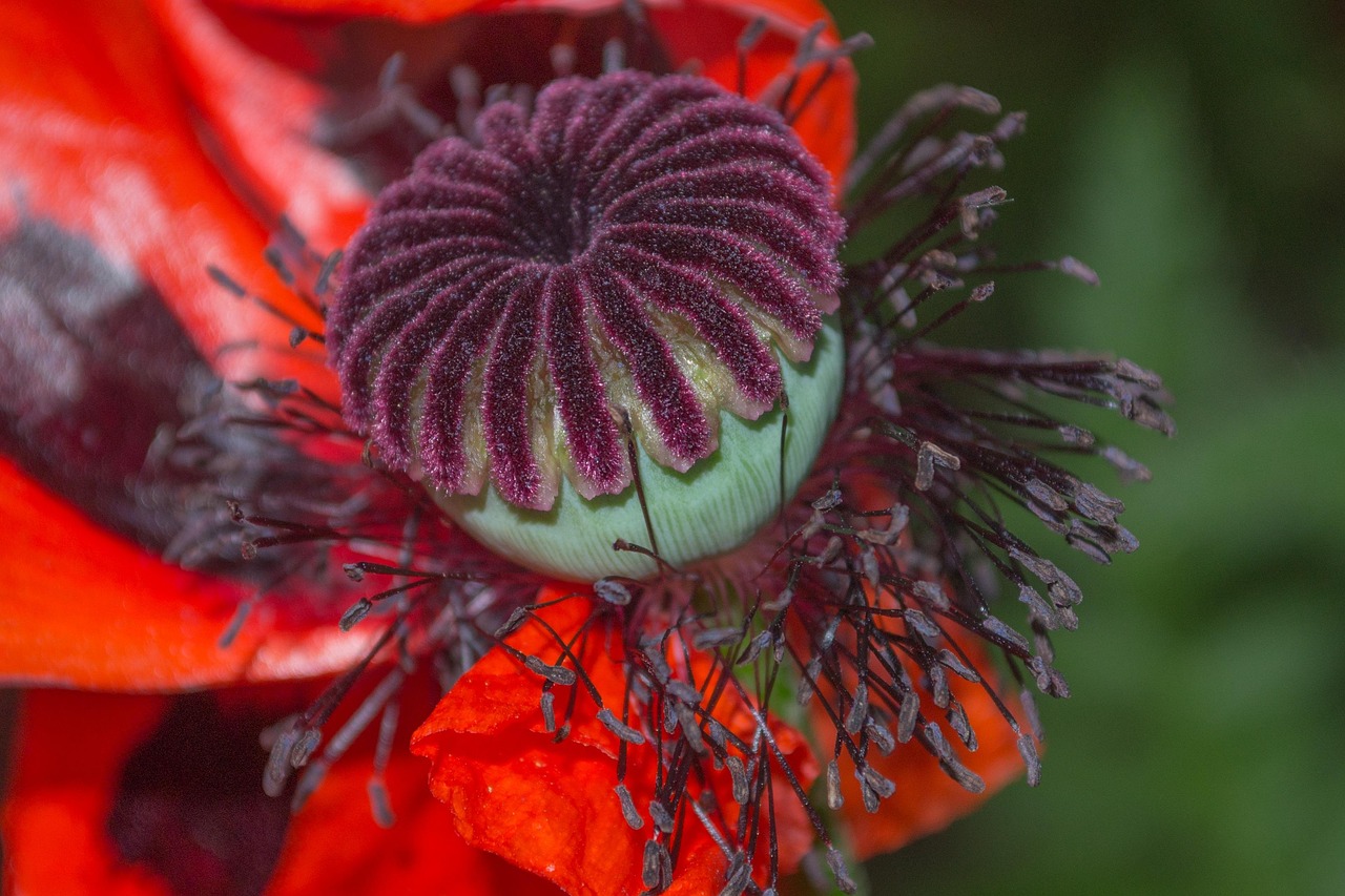 flora, florescer, natureza, jardins