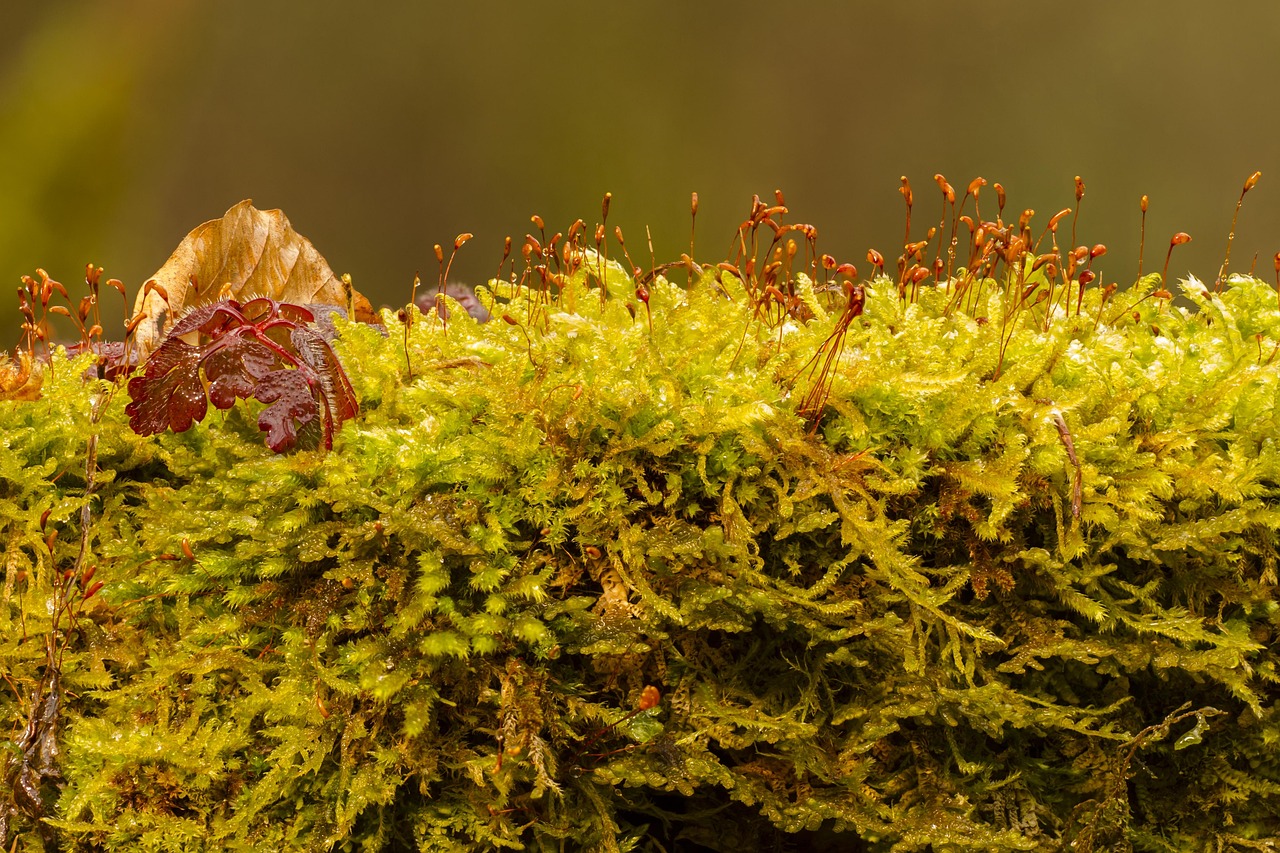 moss, green, growth, plant, mossy, nature