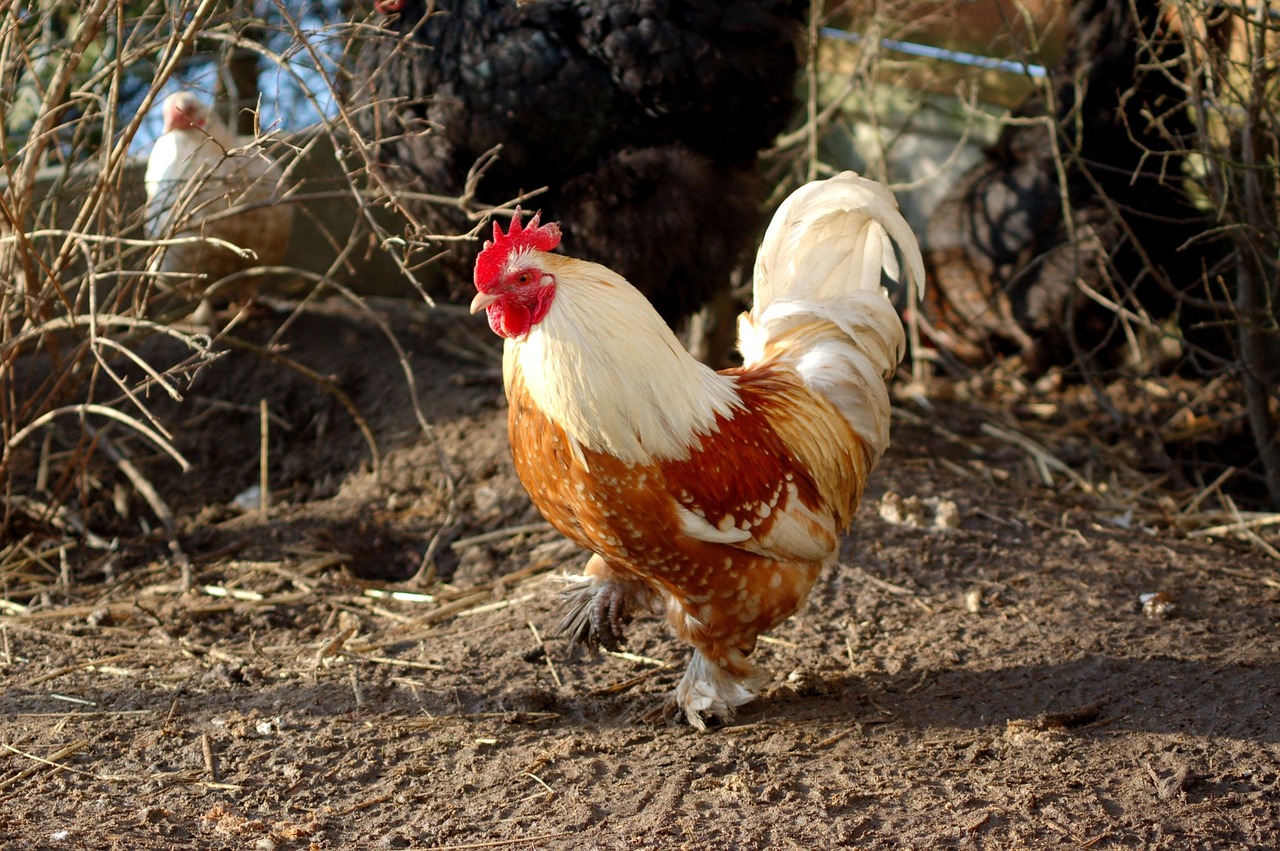 ptáci, zvířata, farma, mimo, slepice, kuře, kogutek, trpaslík, příroda, łapciaty, zvířata na farmě, kurník