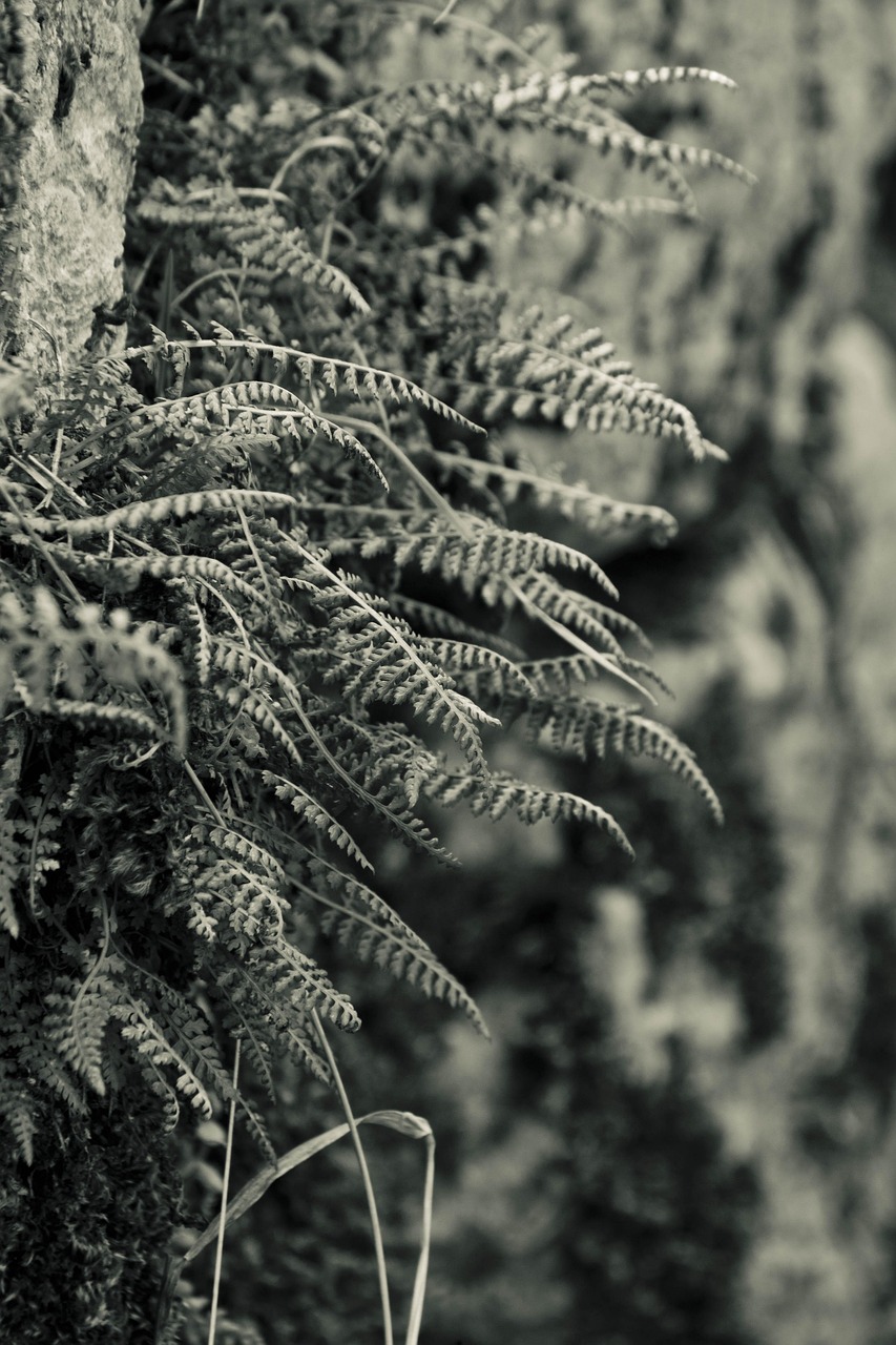 natur, baum, holz, pflanze, jahreszeit, blatt, muster, zweig, textur, farn, überleben, natürliche, blätter, landhaus, mauer, stein, grün, wald, foret, pflanzen, countryfield