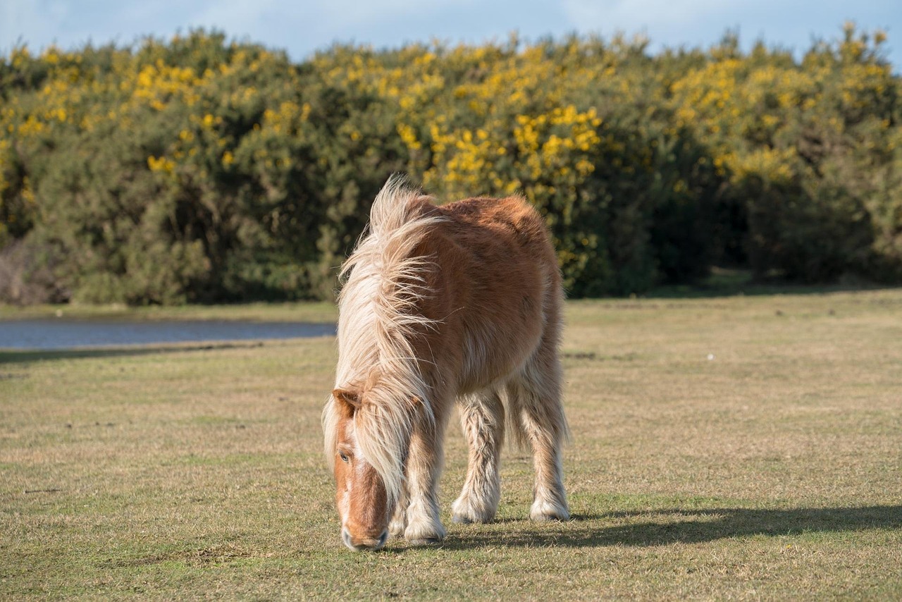 grass, nature, field, horse, pony, new forest, hampshire, countryside, new forest pony, shetland pony, new forest, new forest, hampshire, shetland pony, shetland pony, shetland pony, shetland pony, shetland pony