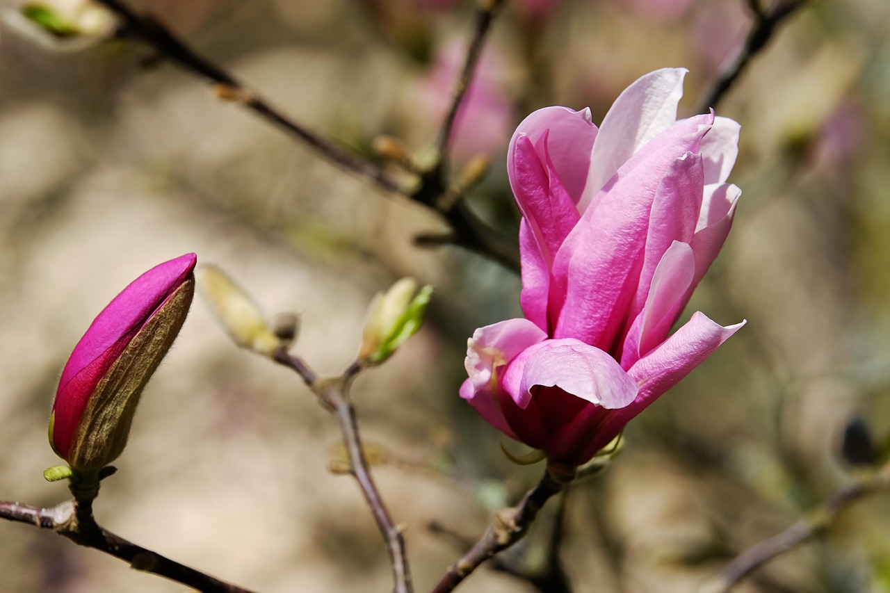 magnolie, magnolienblüte, blüte, dunkelrot, violett, purpur, rötlich, rot-violett, magnolia, magnoliengewächs, magnoliaceae, ziergehölz, tulpen-magnolie, magnolien, yulan-magnolie, magnolia denudata, purpur-magnolie, magnolia liliiflora, magnolie, magnolie, magnolie, magnolie, magnolie, magnolienblüte, magnolienblüte, magnolia, magnolia, magnolien