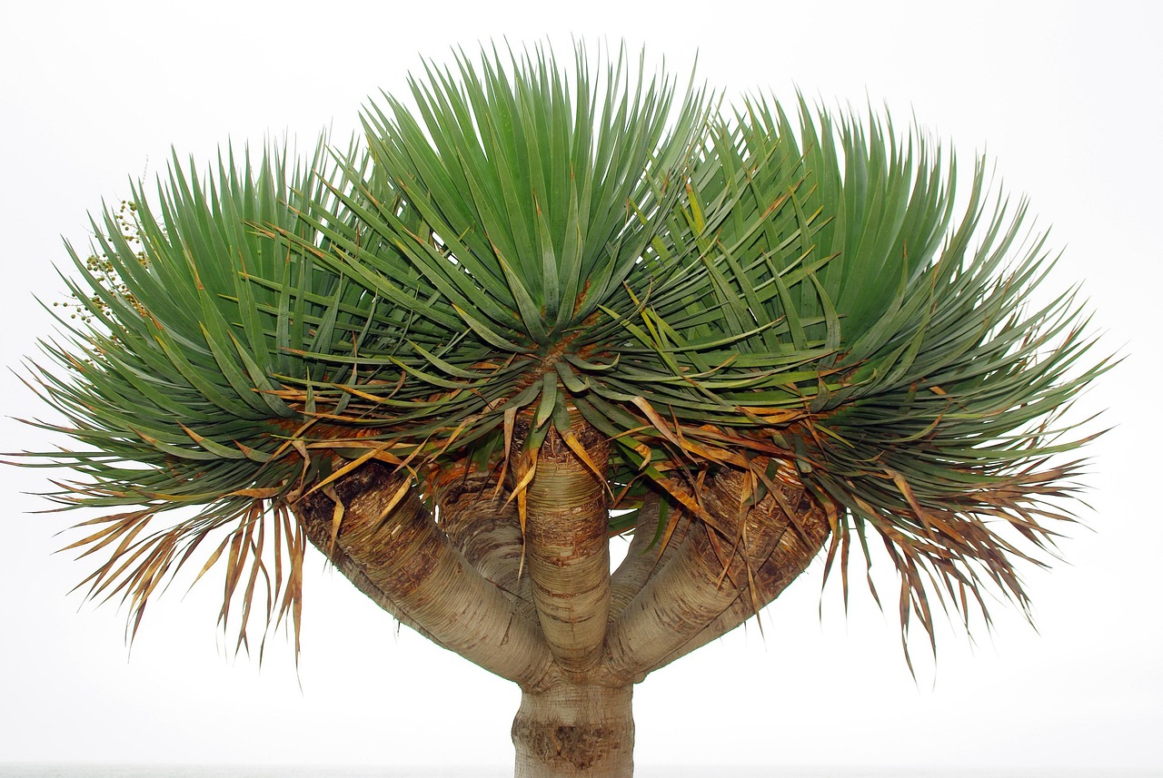 drago, dragon tree, nature, isolated, tree, liliacea, dragon tree of the canary islands, dracaena draco, plant, botanical, dragon tree, dracaena draco, dracaena draco, dracaena draco, dracaena draco, dracaena draco