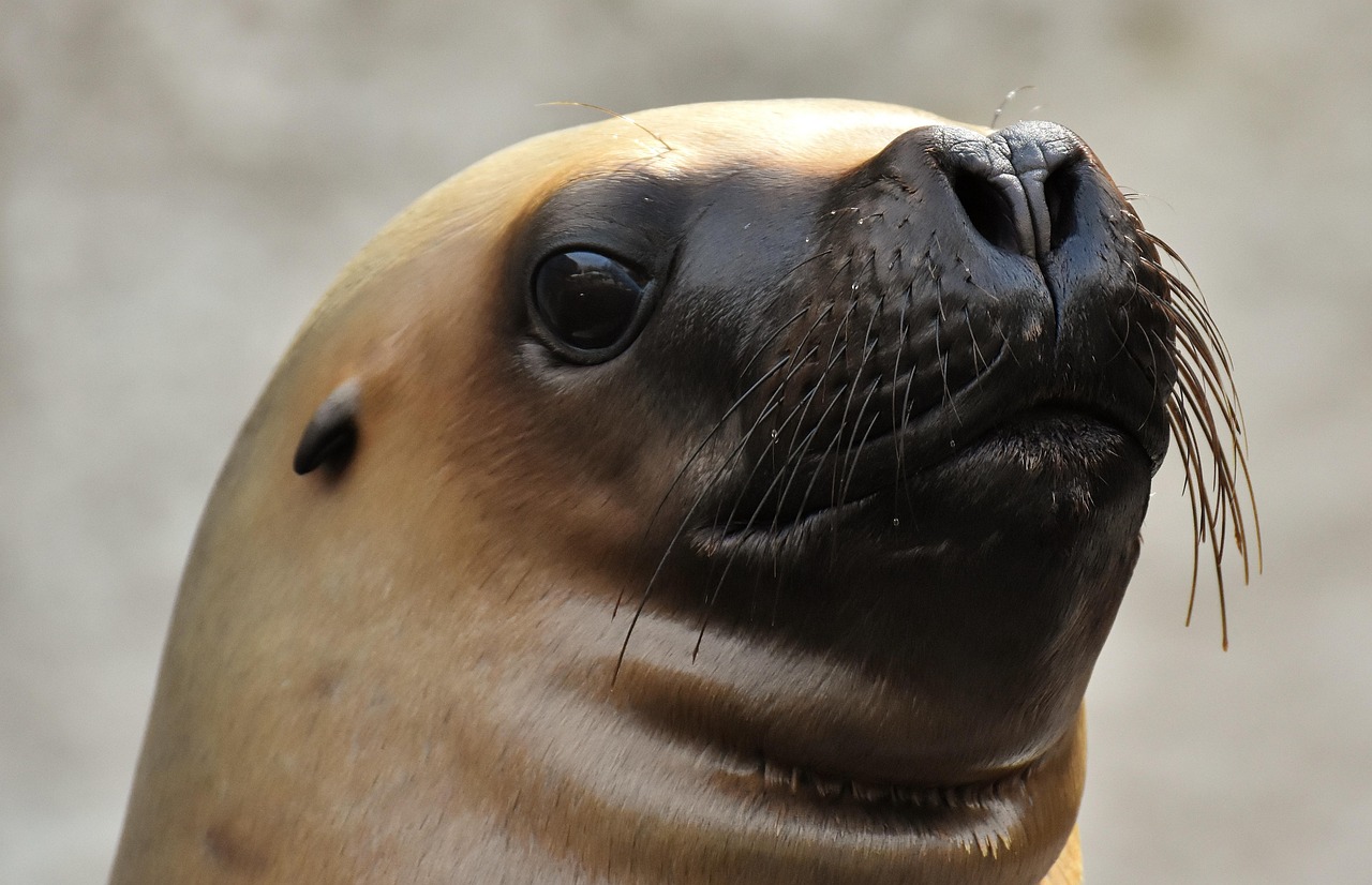 foca, león marino, nadar, agua, criaturas marinas, animal, naturaleza, mamífero, zoo, lago, criatura, fauna silvestre, vida acuática, vida marina, focas, tierpark hellabrunn, foca, focas, focas, focas, focas, focas