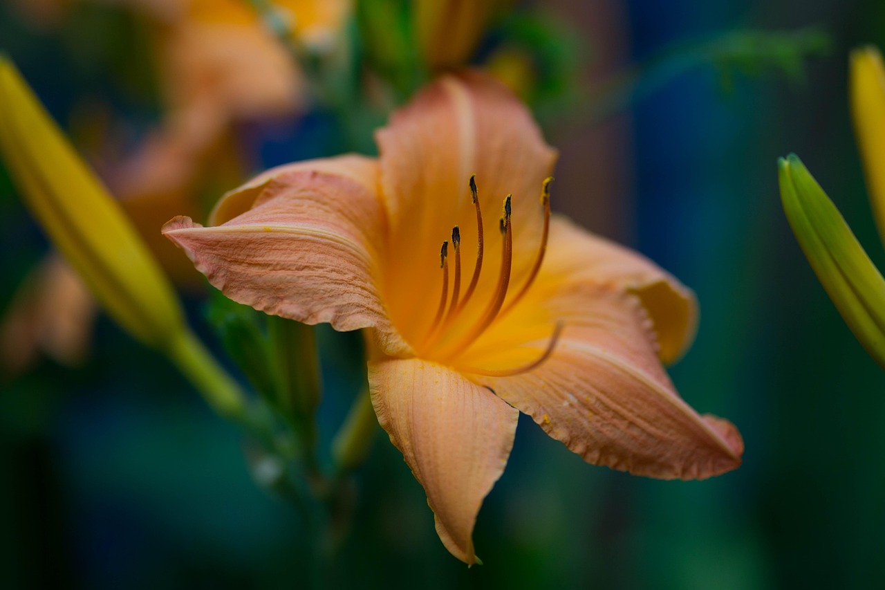 flower, beautiful flowers, flower wallpaper, nature, flower background, plant, hemerocallis