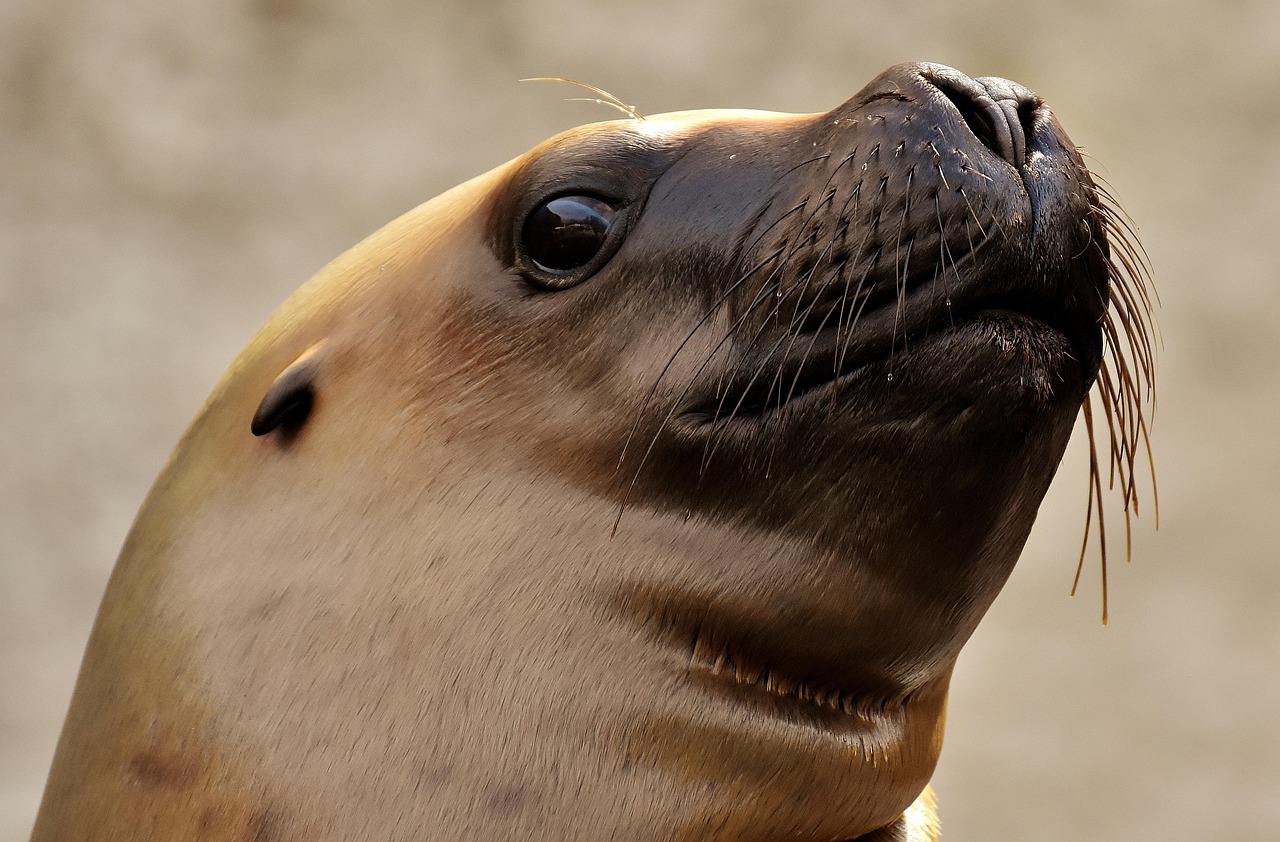 foca, león marino, agua, criaturas marinas, animal, naturaleza, mamífero, zoo, lago, criatura, fauna silvestre, vida acuática, vida marina, focas, tierpark hellabrunn