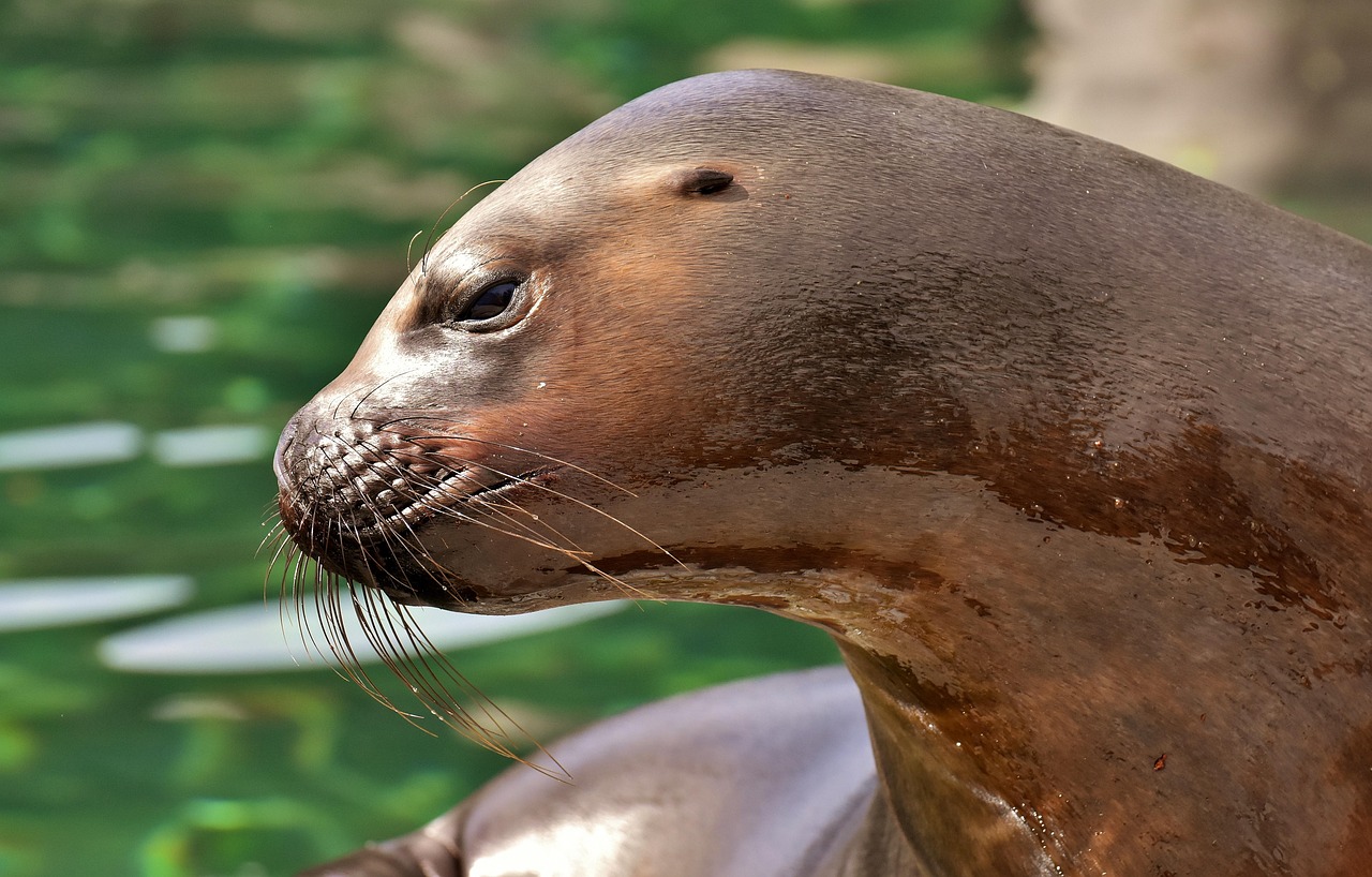 foca, león marino, agua, criaturas marinas, animal, naturaleza, mamífero, zoo, lago, criatura, fauna silvestre, vida acuática, vida marina, focas, tierpark hellabrunn