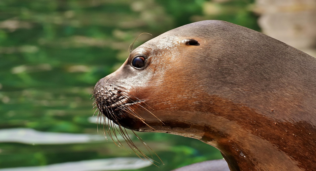 foca, león marino, agua, criaturas marinas, animal, naturaleza, mamífero, zoo, lago, criatura, fauna silvestre, vida acuática, vida marina, focas, tierpark hellabrunn
