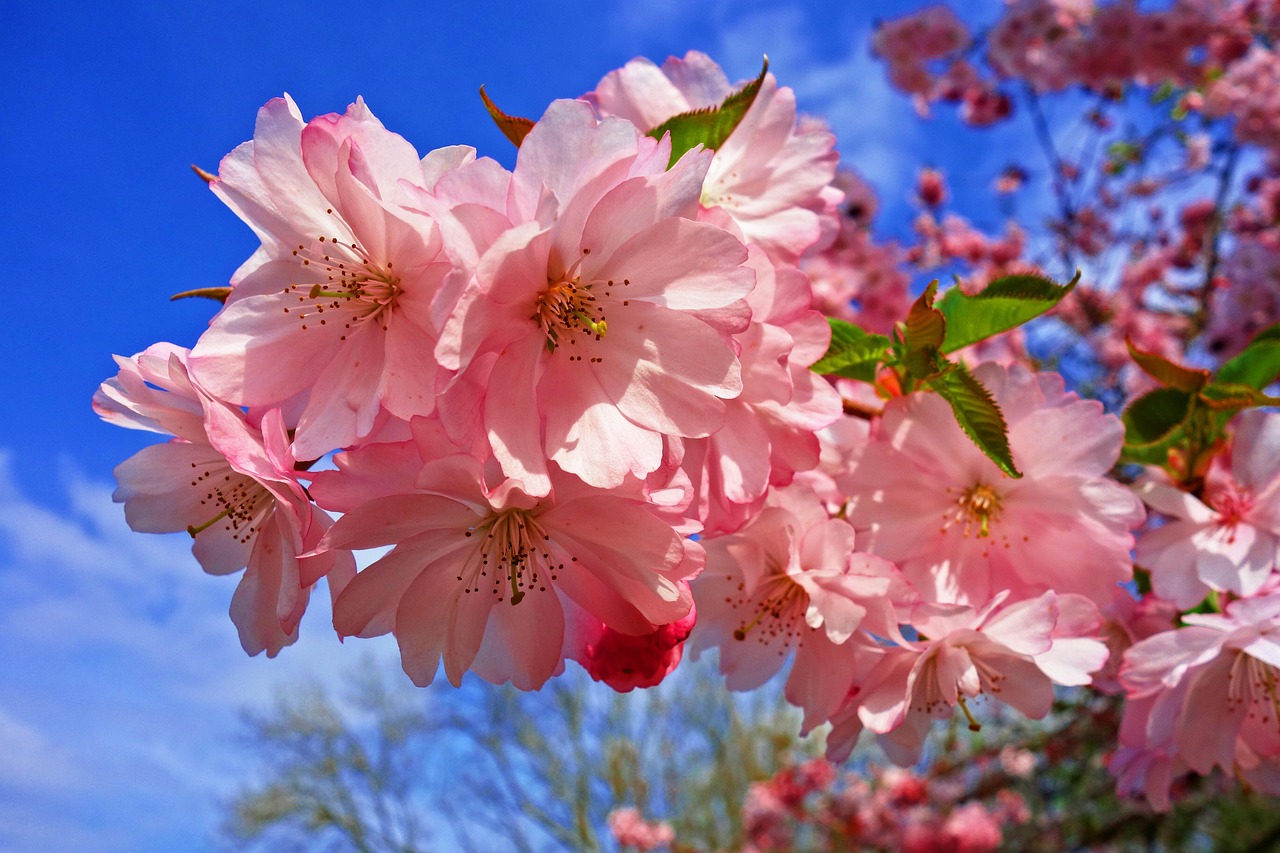 čerešňový kvet, kvetina, čerešňa, nádherné kvety, sakura, japonský, kvetinová tapeta, na jar kvitnú, jar, čerstvé sezónne, príroda, kvetinové pozadie, apríl