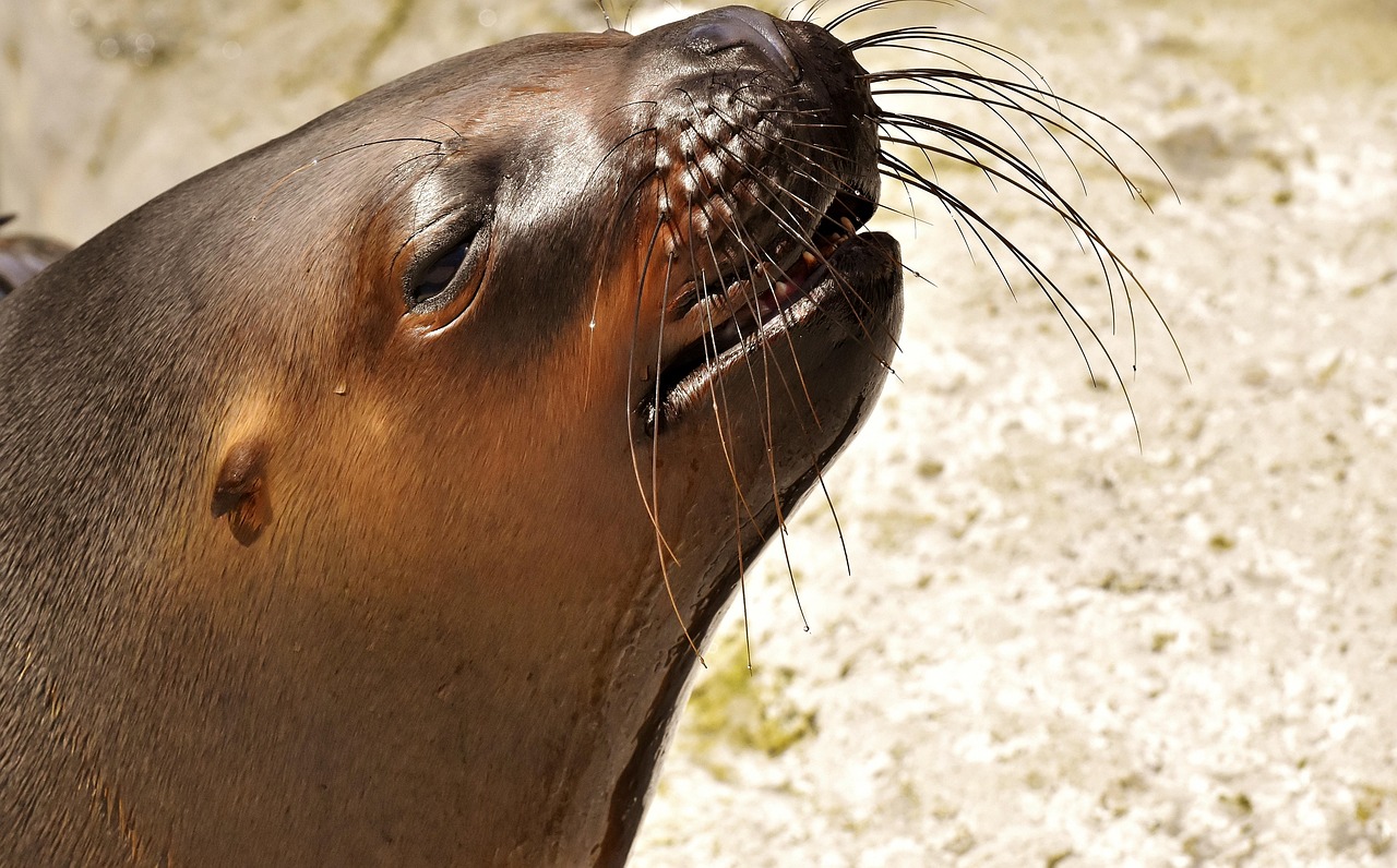 foca, león marino, agua, criaturas marinas, animal, naturaleza, mamífero, zoo, lago, criatura, fauna silvestre, vida acuática, vida marina, focas, tierpark hellabrunn