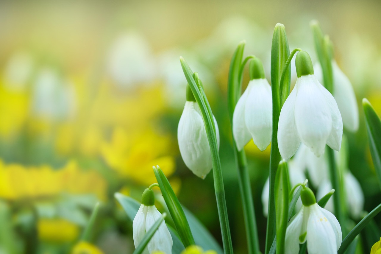 snowdrops, flores brancas, primavera, natureza, bulbos de flor, jardins