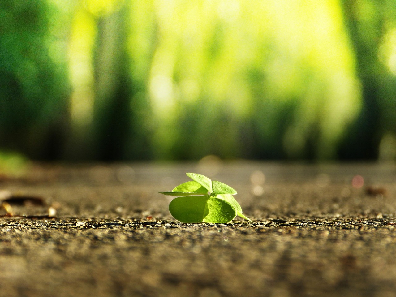 kleeblatt, straße, grün, hellgrün, glück, finden, optimismus, positiv, hoffnung, suchen, natur, hd-hintergrund, full-hd-hintergrundbild, blatt, holz, hintergrund, garten, nahaufnahme, frühling, sommer, laptop-hintergrundbild, seele, wellness, gesundheit, mac-hintergrundbild, glücklich, liebe, einzeln, schöne tapete, allein, hintergrundbild in hd, kostenloser hintergrund, draussen, windows wallpaper, klein, unscheinbar, 4k-hintergrundbild 1920x1080, zuversicht, trauer, grußkarte, trauerkarte, wald, weg, desktop-hintergründe, eigener weg, hintergrundbild 4k, sich finden, selbstvertrauen, zufriedenheit, wohl fühlen, wunsch, kostenlose tapete, wünschen, erfüllung, hoffen, coole hintergründe, lebensweg, abschied, sonne, 4k-hintergrundbild, sonnenschein, sonnenstrahl, licht, leuchtend