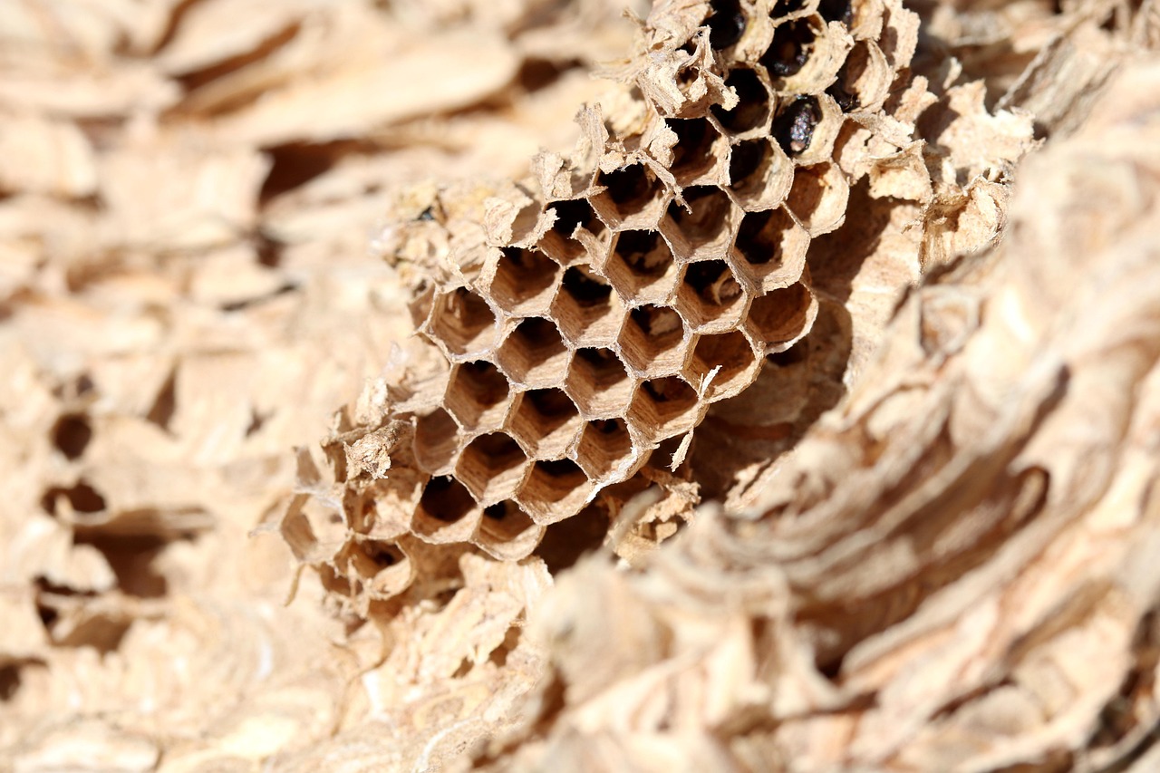 waben, natur, wespennest, wespenwabe, nestbau, wabenstruktur, insektennest, insektenbau, sechskant, makro, nahaufnahme, nest, bau, insekten, wespe, wespennest, wespennest, wespennest, wespennest, wespennest, wabenstruktur