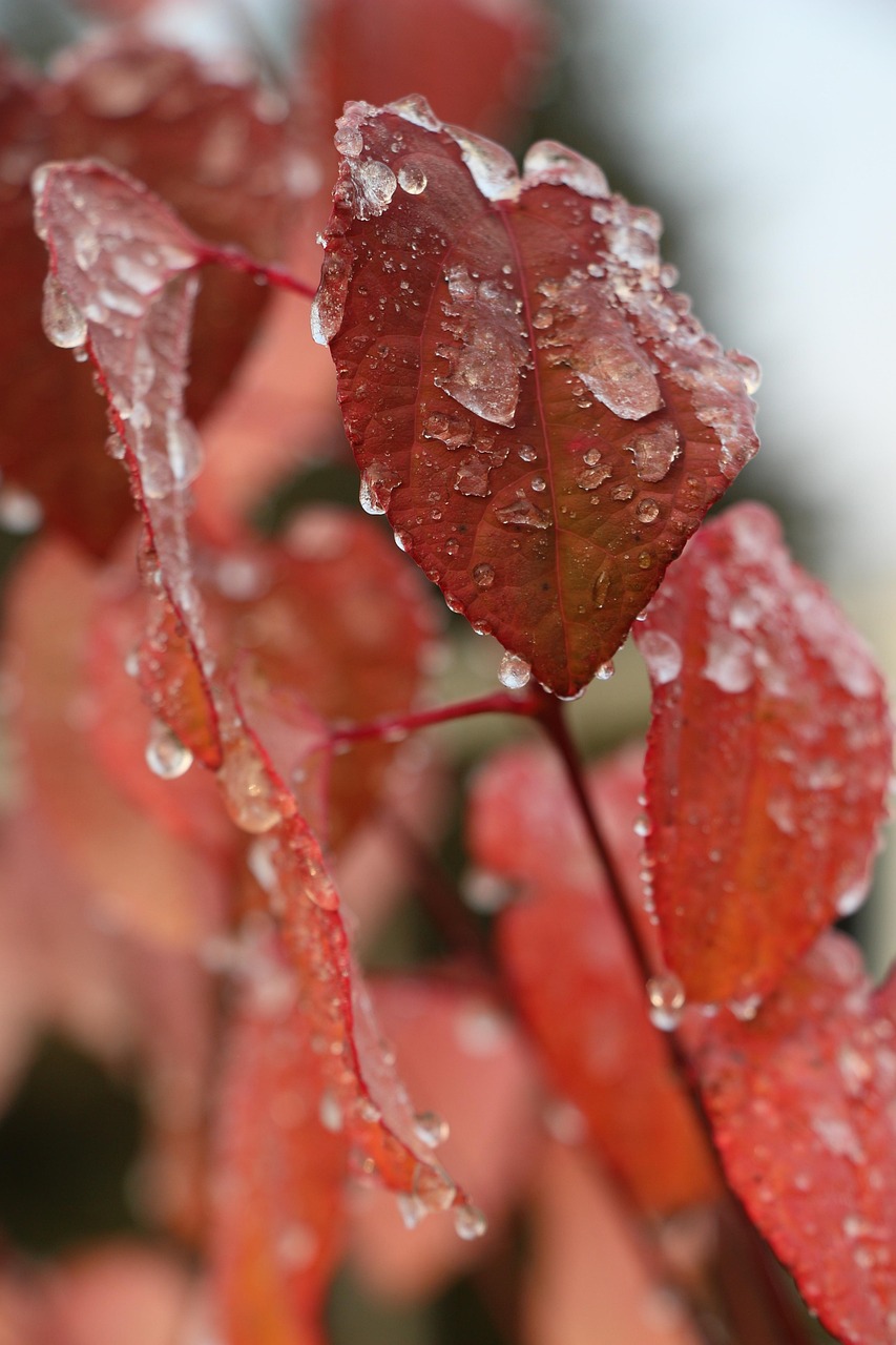 leaf, nature, plant, fall, tree, dew, frost, waterdrop, autumn dyer