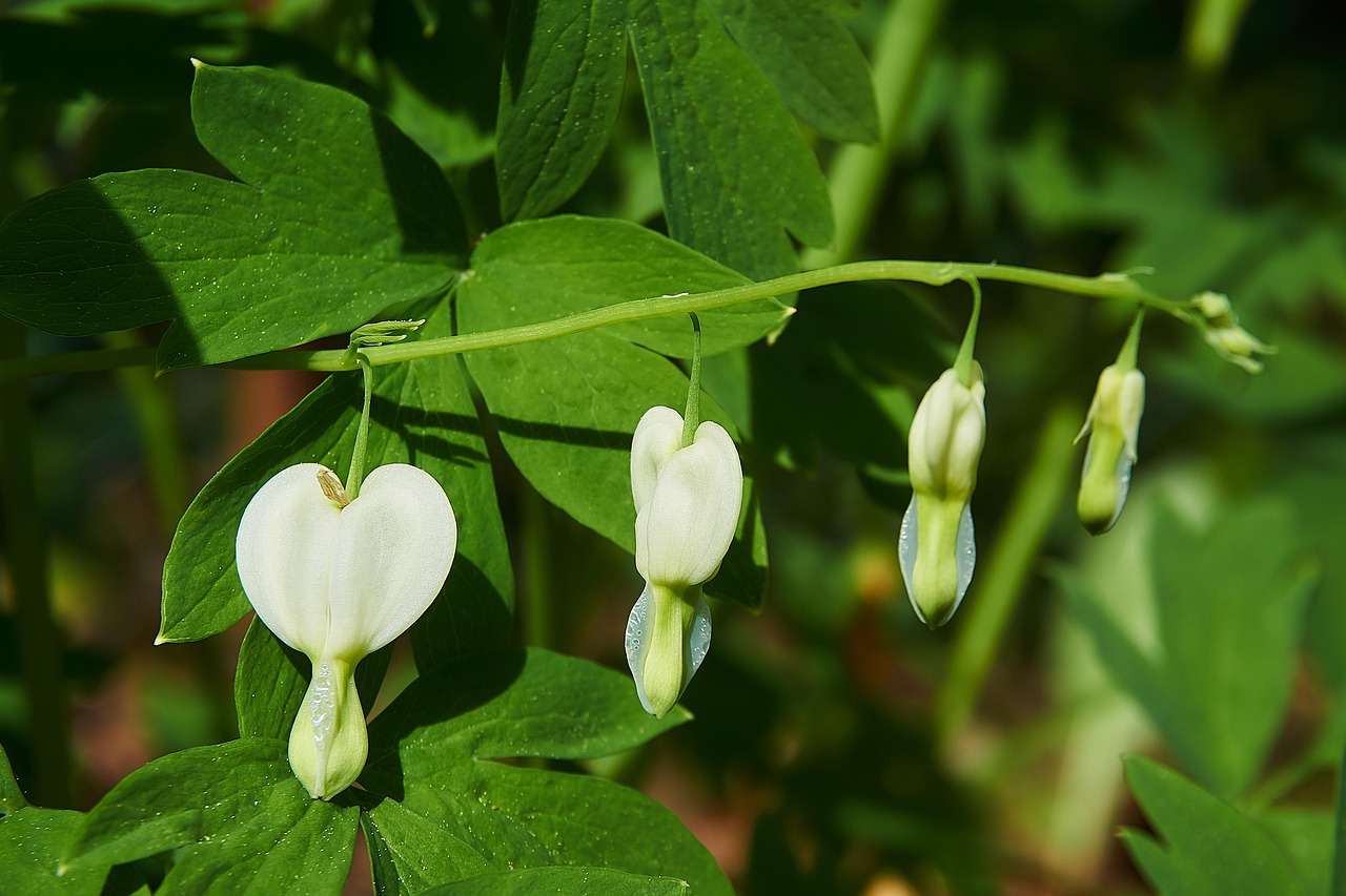 płaczące serce, lamprocapnos spectabilis, biały, dwukolorowy kwiat w kształcie serca, płonące serce, kij serca, marienherz, lamprocapnos arg, papawkowate, trująca roślina, kwiaty, wiosna, ścieśniać, ogród, roślina ozdobna, natura, rozkwiecony, piękny, serce kwiat, mak roślina, kwiat, w ogrodzie, kwitną biały, roślina ogrodowa, flora, zielony, trujący
